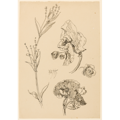 Studies of Flowers